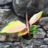Kép 6/10 - Aglaonema Red Dragon