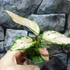 Kép 2/5 - Aglaonema Red Valentine
