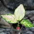 Kép 3/5 - Aglaonema Red Valentine