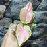 Kép 5/5 - Aglaonema Red Valentine