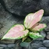 Kép 1/5 - Aglaonema Red Valentine