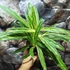 Kép 2/6 - Aglaonema Zebra Feathers