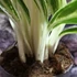 Kép 4/6 - Aglaonema Zebra Feathers
