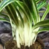 Kép 5/6 - Aglaonema Zebra Feathers