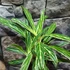 Kép 3/6 - Aglaonema Zebra Feathers