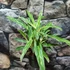 Kép 6/6 - Aglaonema Zebra Feathers