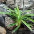 Kép 1/6 - Aglaonema Zebra Feathers