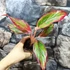 Kép 6/7 - Aglaonema 'Red Fire'