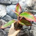 Kép 5/7 - Aglaonema 'Red Fire'