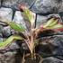 Kép 2/7 - Aglaonema 'Red Fire'