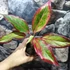 Kép 1/7 - Aglaonema 'Red Fire'