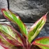 Kép 3/7 - Aglaonema 'Red Fire'