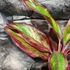 Kép 4/7 - Aglaonema 'Red Fire'