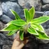 Kép 3/5 - Aglaonema 'Lipstick Green'