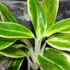 Kép 2/5 - Aglaonema 'Lipstick Green'
