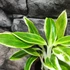 Kép 4/5 - Aglaonema 'Lipstick Green'