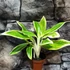 Kép 5/5 - Aglaonema 'Lipstick Green'