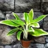 Kép 1/5 - Aglaonema 'Lipstick Green'