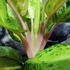 Kép 4/6 - Aglaonema 'Chartreuse Pretty'