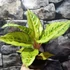 Kép 3/6 - Aglaonema 'Chartreuse Pretty'