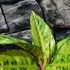 Kép 2/6 - Aglaonema 'Chartreuse Pretty'