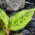 Kép 5/6 - Aglaonema 'Chartreuse Pretty'