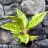 Kép 6/6 - Aglaonema 'Chartreuse Pretty'