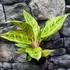 Kép 1/6 - Aglaonema 'Chartreuse Pretty'