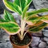 Kép 2/5 - Aglaonema 'Lipstick Pink'