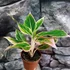 Kép 3/5 - Aglaonema 'Lipstick Pink'