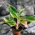 Kép 1/5 - Aglaonema 'Lipstick Pink'