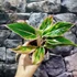 Kép 5/5 - Aglaonema 'Lipstick Pink'