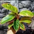 Kép 2/6 - Aglaonema 'Salmon Fantasy'