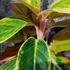 Kép 3/6 - Aglaonema 'Salmon Fantasy'