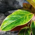 Kép 4/6 - Aglaonema 'Salmon Fantasy'