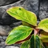 Kép 5/6 - Aglaonema 'Salmon Fantasy'