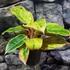 Kép 1/6 - Aglaonema 'Salmon Fantasy'