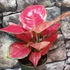 Kép 2/5 - Aglaonema 'Red Joy'