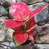 Kép 3/5 - Aglaonema 'Red Joy'