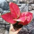 Kép 4/5 - Aglaonema 'Red Joy'