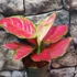 Kép 1/5 - Aglaonema 'Red Joy'