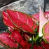 Kép 4/10 - Aglaonema 'Red Joy'