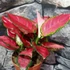 Kép 3/10 - Aglaonema 'Red Joy'