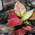 Kép 5/10 - Aglaonema 'Red Joy'