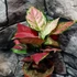 Kép 2/10 - Aglaonema 'Red Joy'