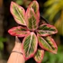 Kép 1/7 - Aglaonema 'Lotus delight'