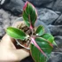 Kép 2/7 - Aglaonema 'Lotus delight'
