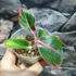 Kép 3/7 - Aglaonema 'Lotus delight'
