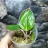 Kép 4/7 - Aglaonema 'Lotus delight'