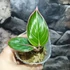 Kép 5/7 - Aglaonema 'Lotus delight'